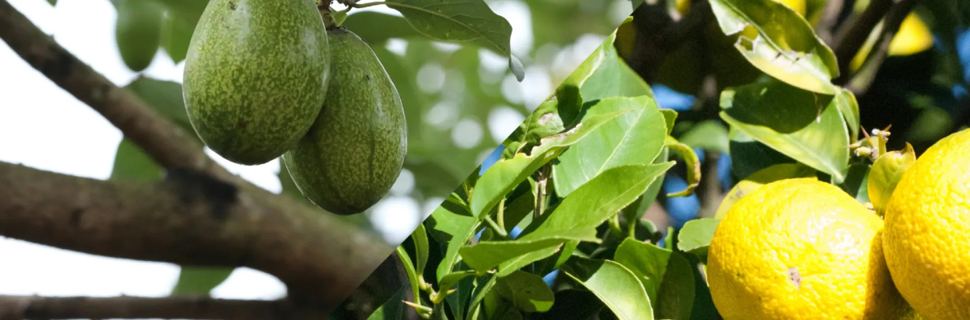 close up of avocados and oranges growing on tree branches