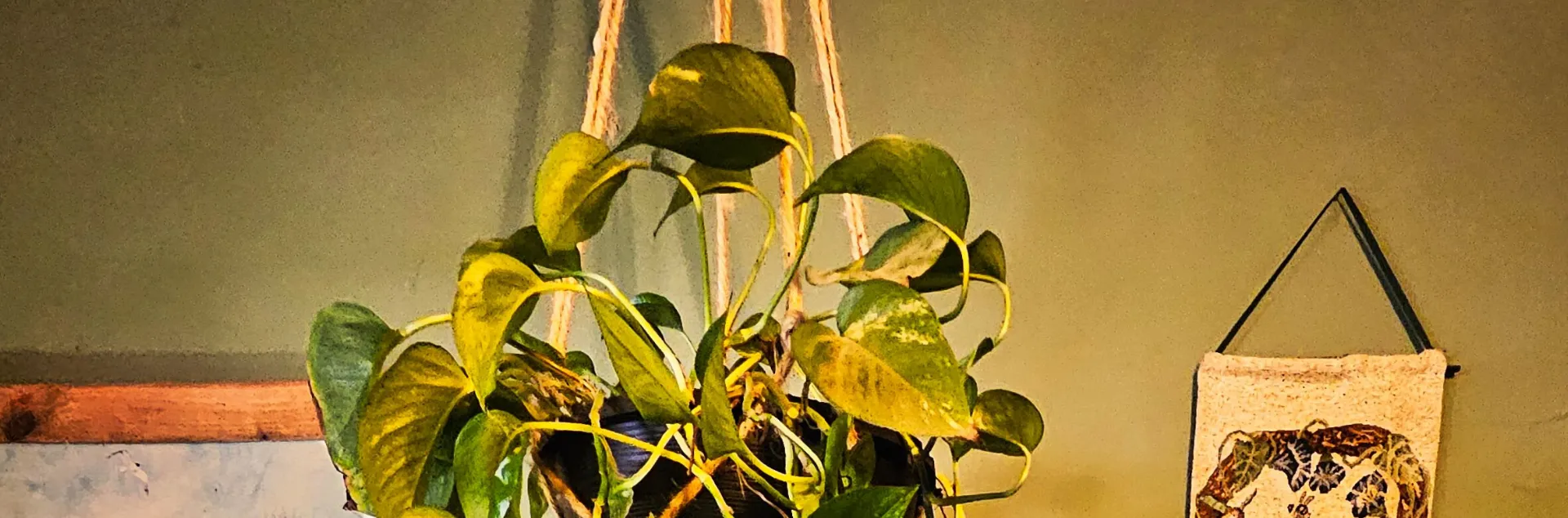hanging plant with yellowing leaves