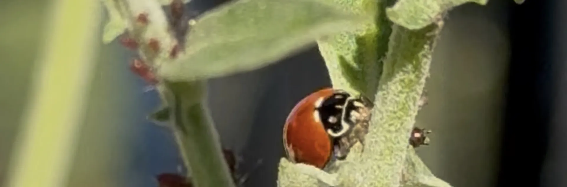 Good bug, Laura Westley