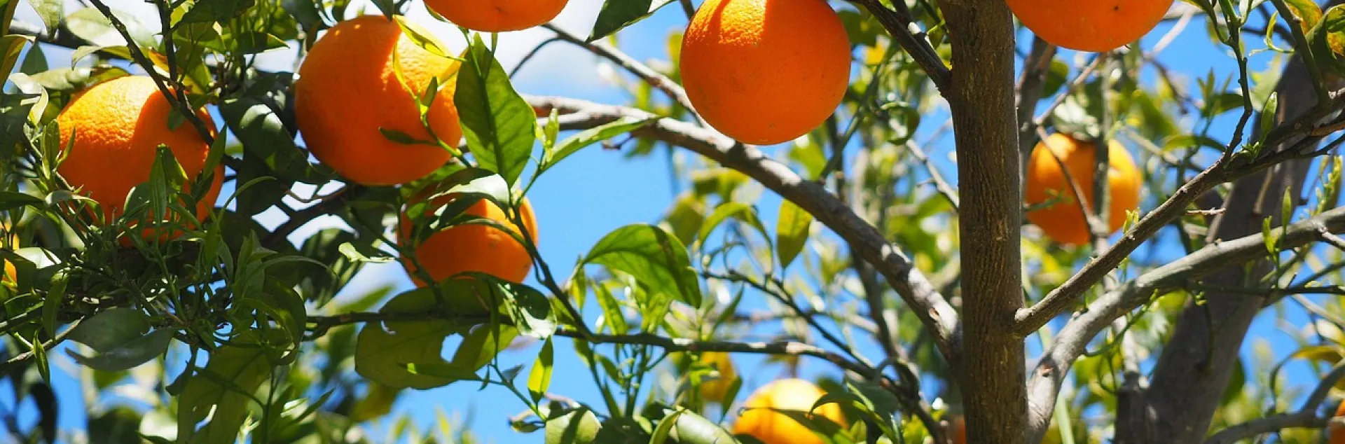 Tree with oranges hanging off the branches. 