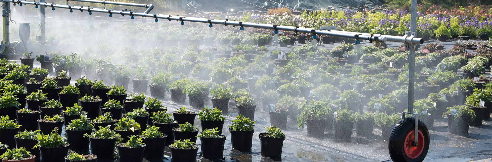 Irrigation at a nursery
