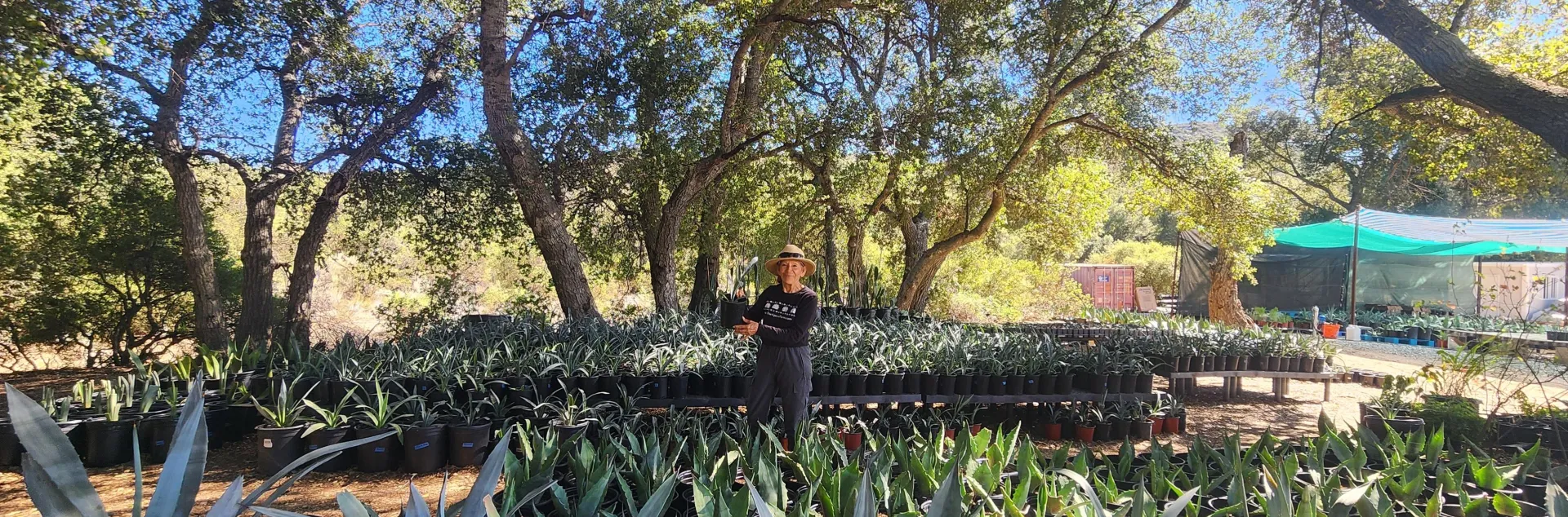 Ofelia with her agaves