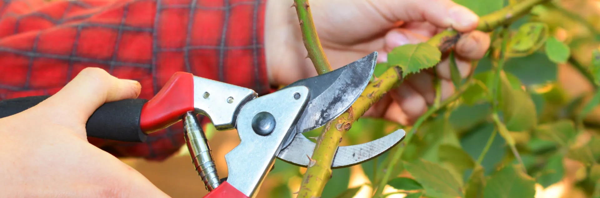 close up of hands holding pruning shears to a rose branch right before making a cut