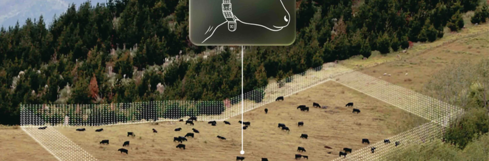 virtual cattle fencing