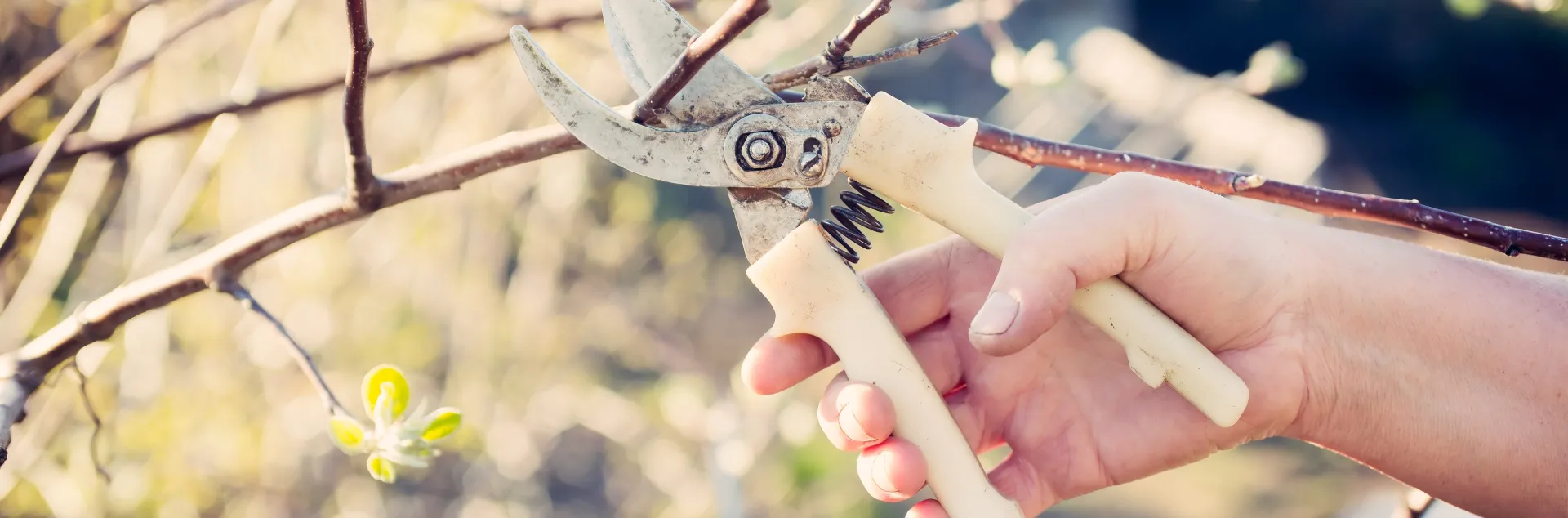 winter pruning a tree
