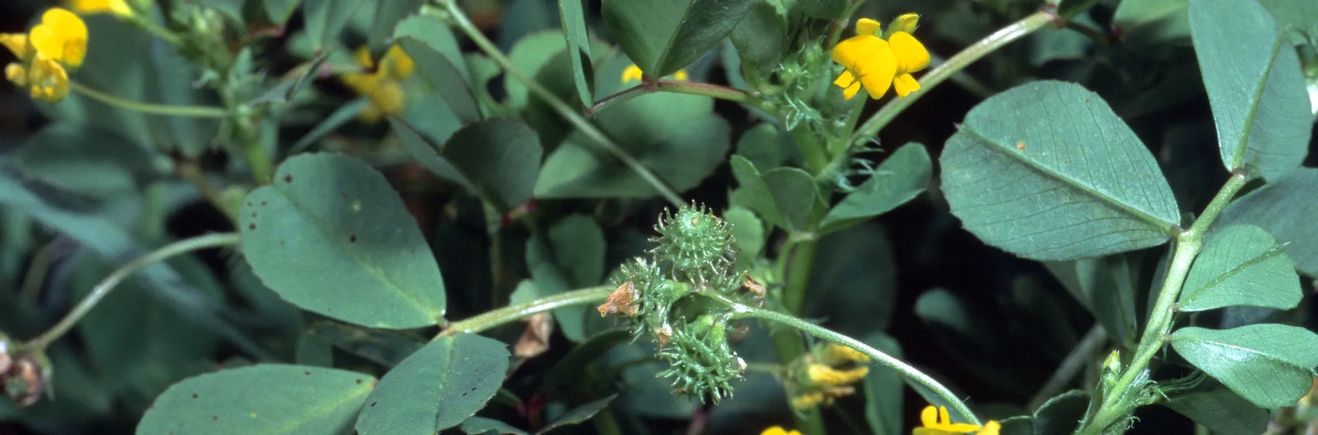 A close-up of a California burclover plant showing deep green compound leaves with 3 leaflets, small yellow flowers, and green, round, spiny seeds.