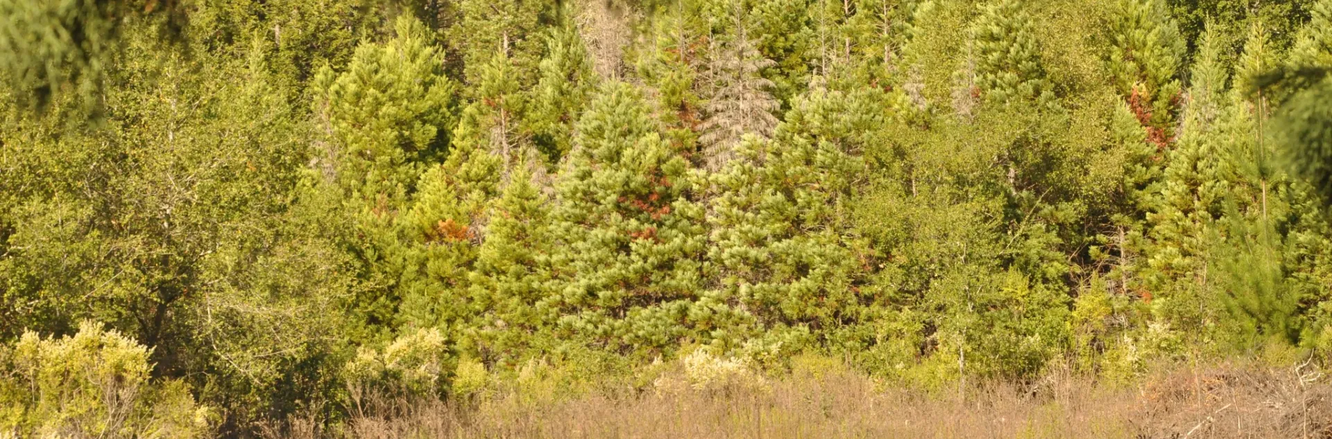 Conifer encroachment on a meadow.