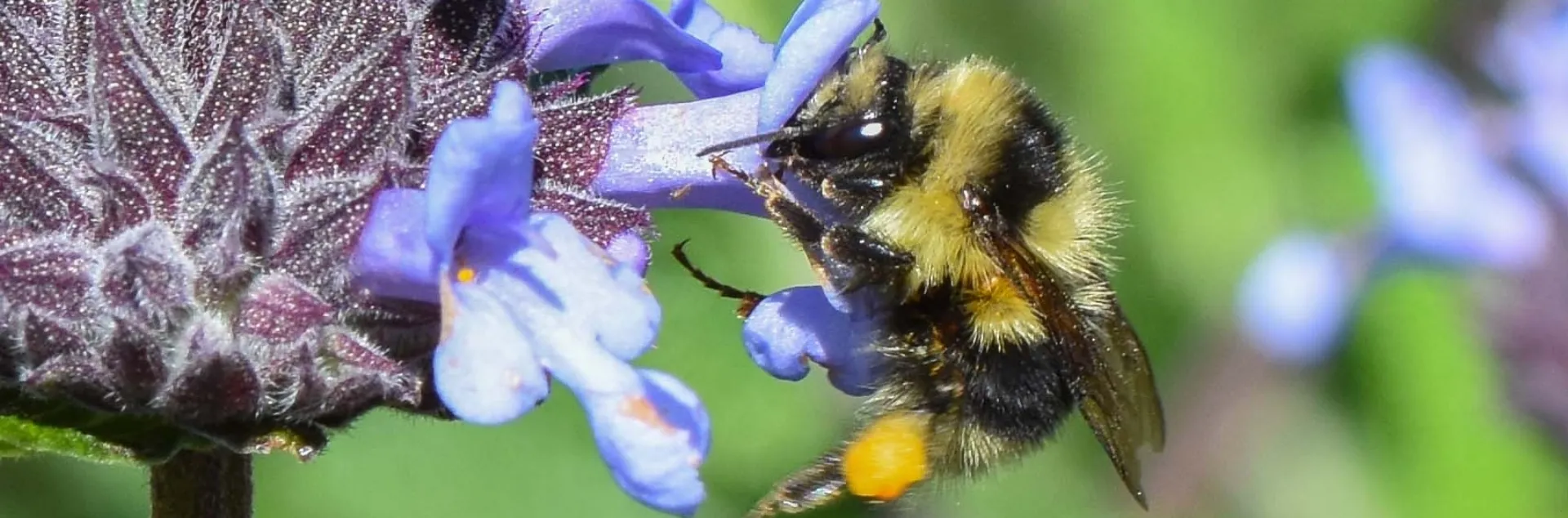 Yellow and Black bumble bee on a violet colored flower 