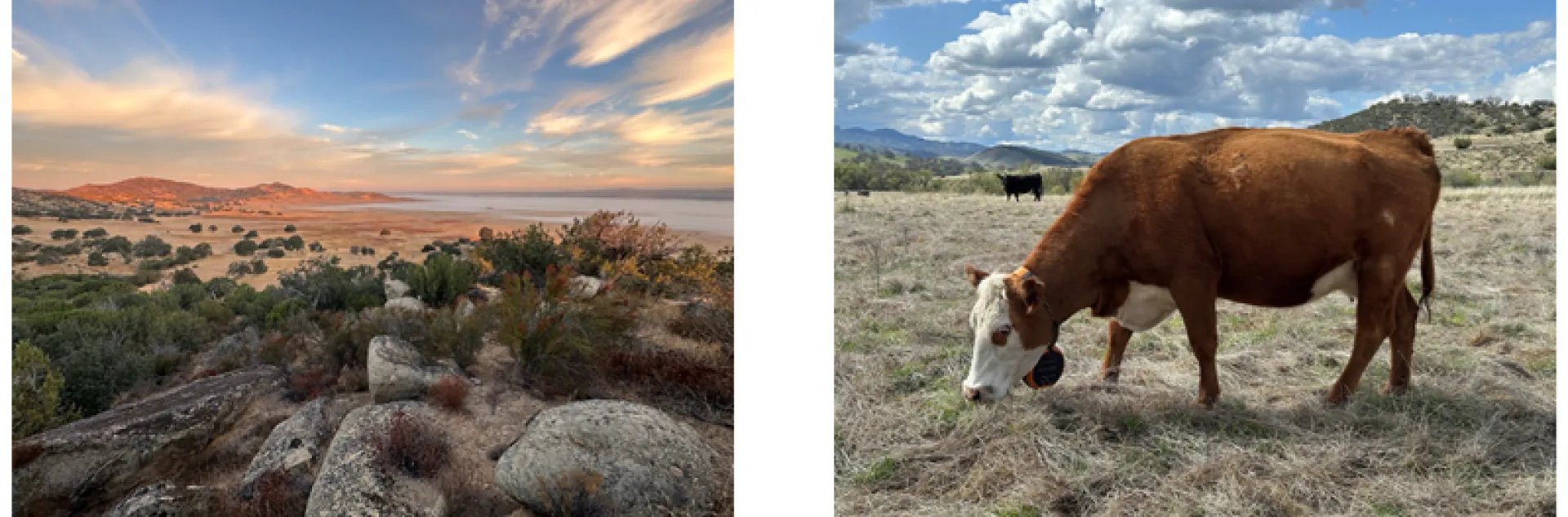 cow grazing in a field at sunset