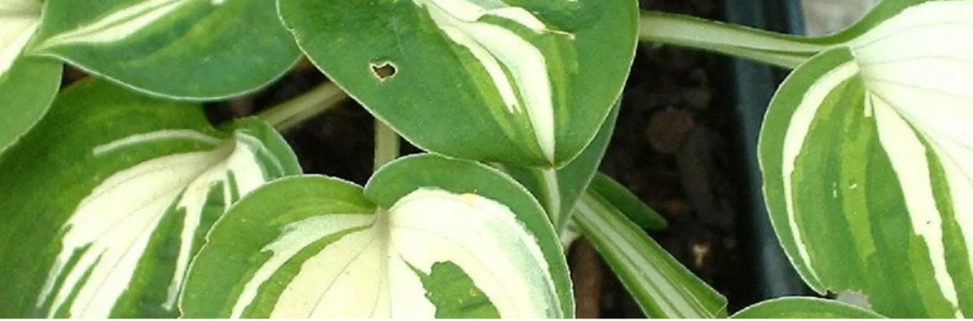 variegated white and green hosta called pandora's box