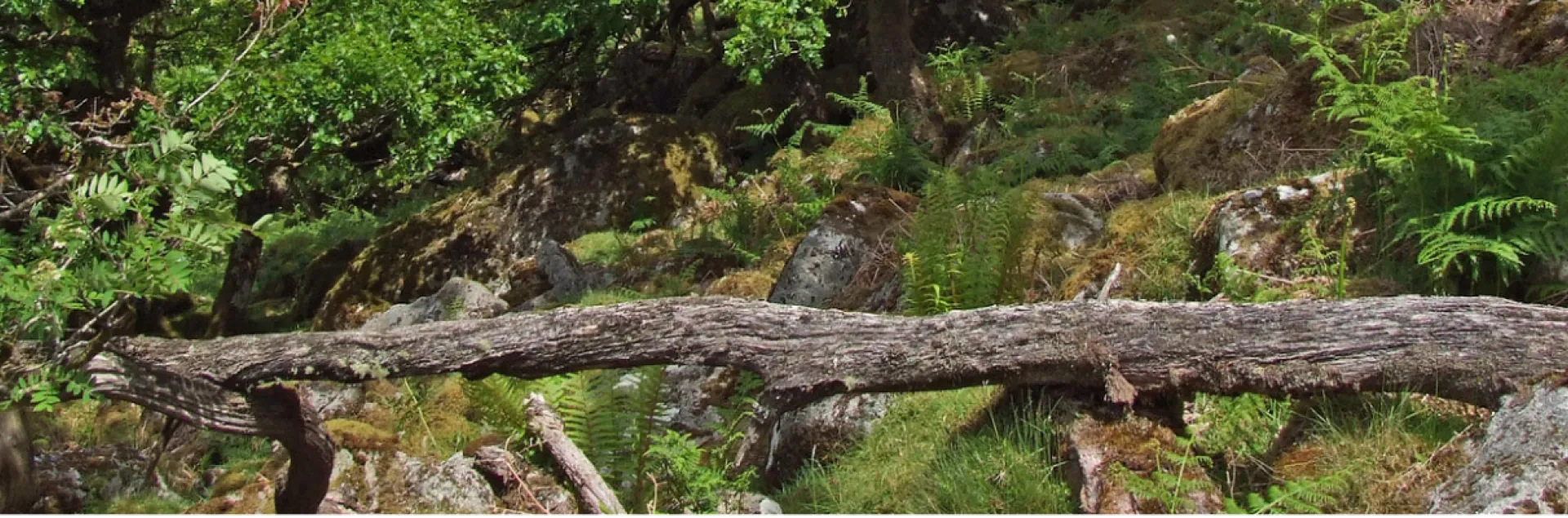 "Stunted oak trees in Black Tor Copse" by Philip_Goddard is licensed under CC BY-NC 2.0.
