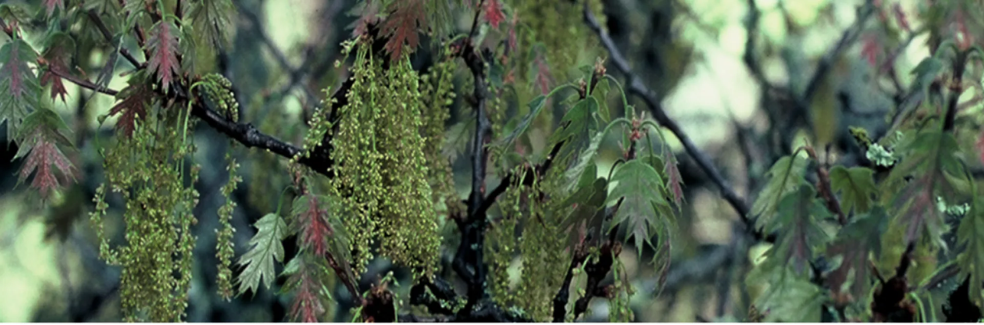 black oak leaves dangle down from branches