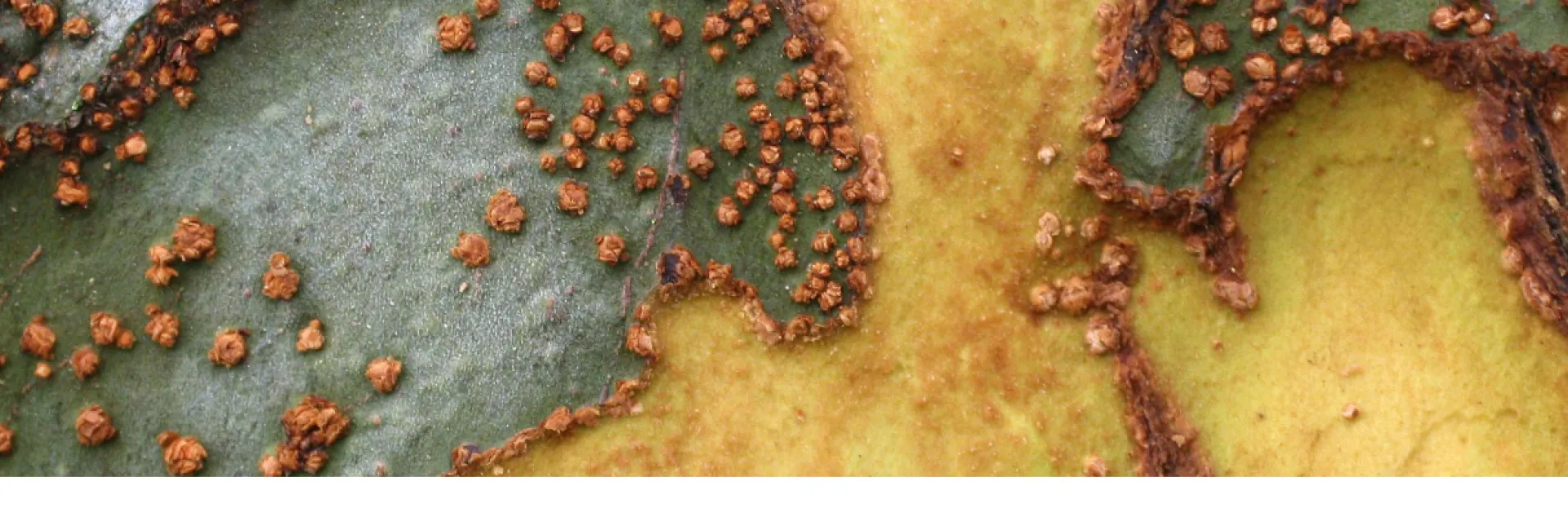 closeup of Chinese elm bark with colors like cream, grey and red