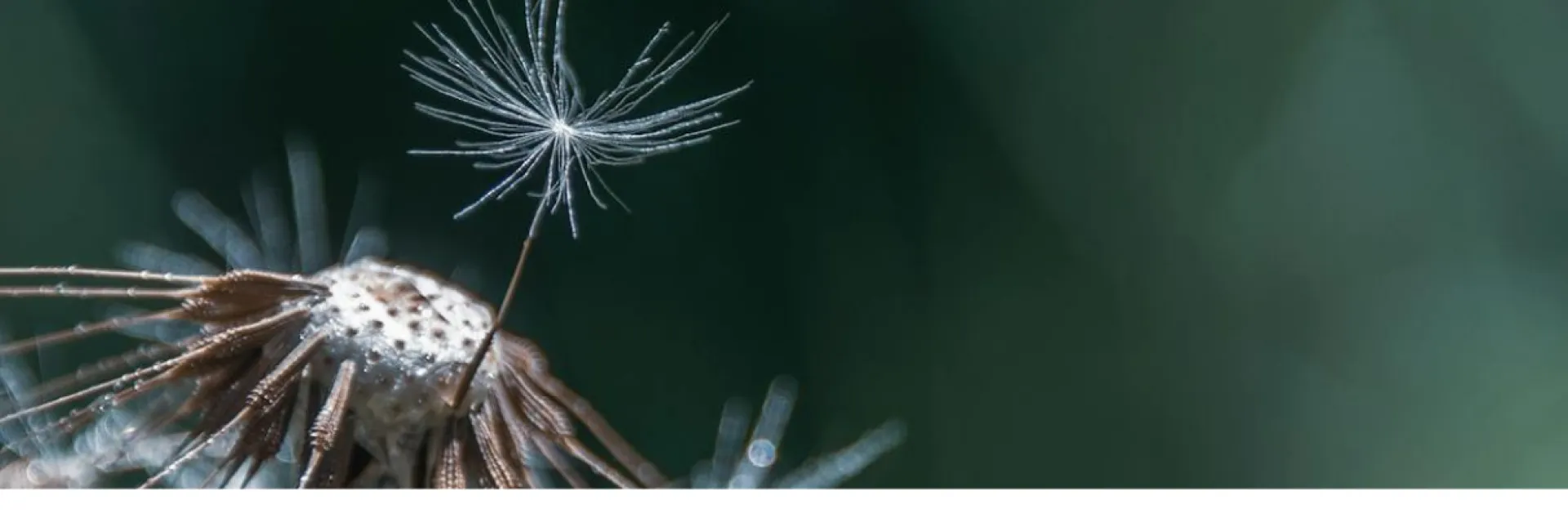 dandelion flower gone to seed and seeds taking off from it