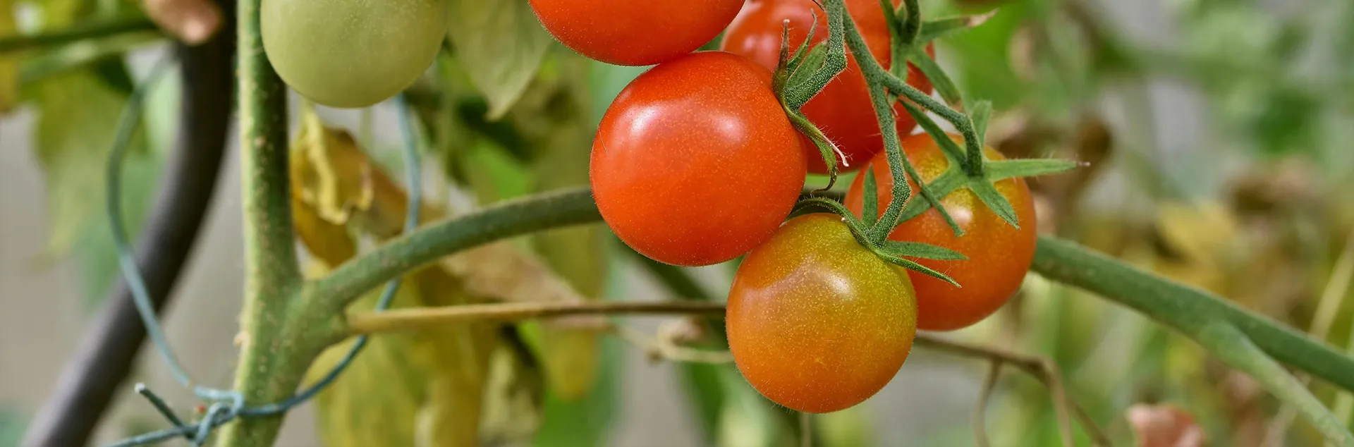 Dwarf Tomatoes-pexels-ralph