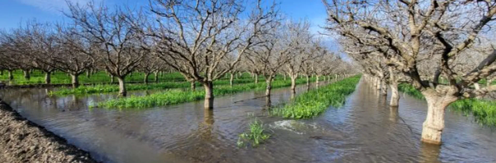field irrigated with water