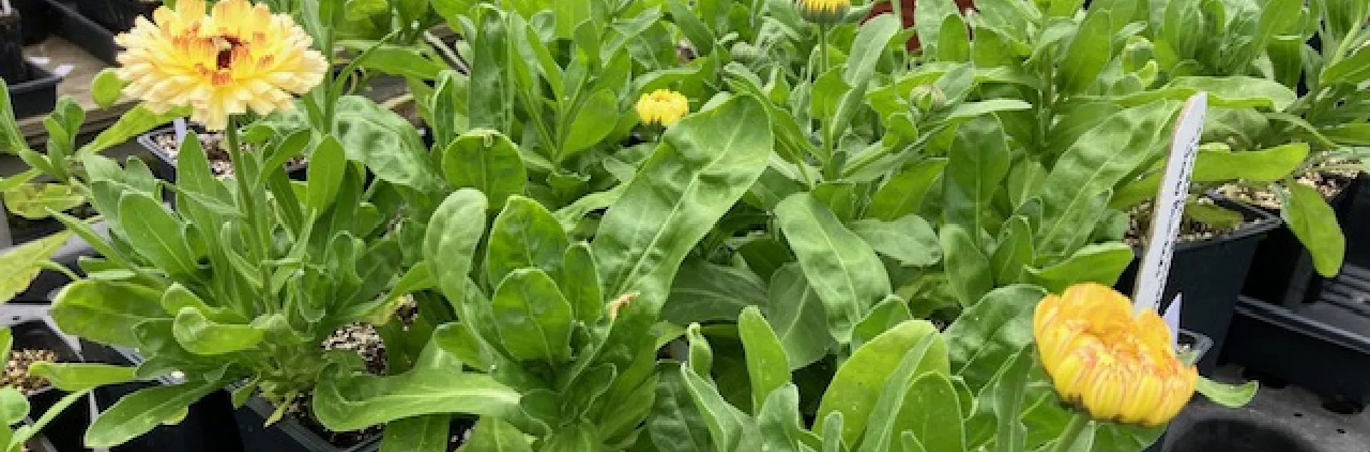 flowers being propagated for our Spring Plant Sale