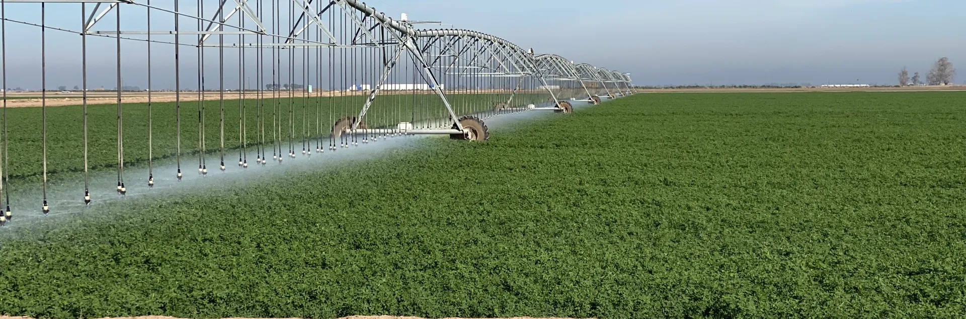 Alfalfa field in Imperial Valley with a linear pivot irrigation system watering crops