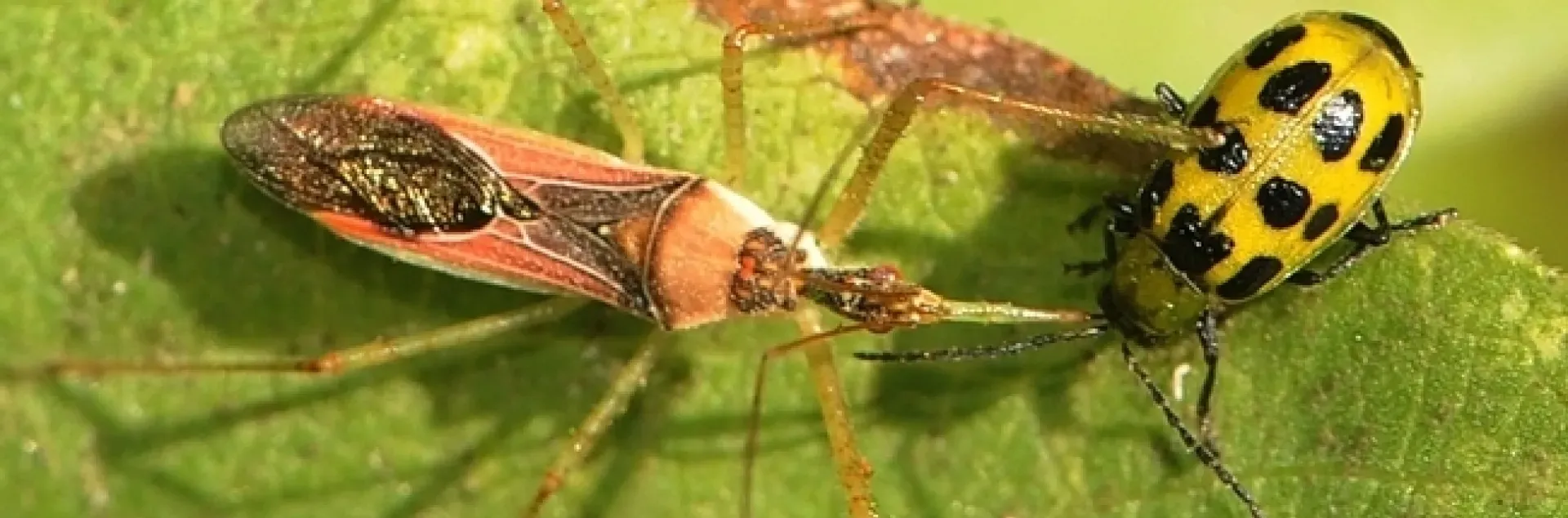 Picture of two insects on a leaf