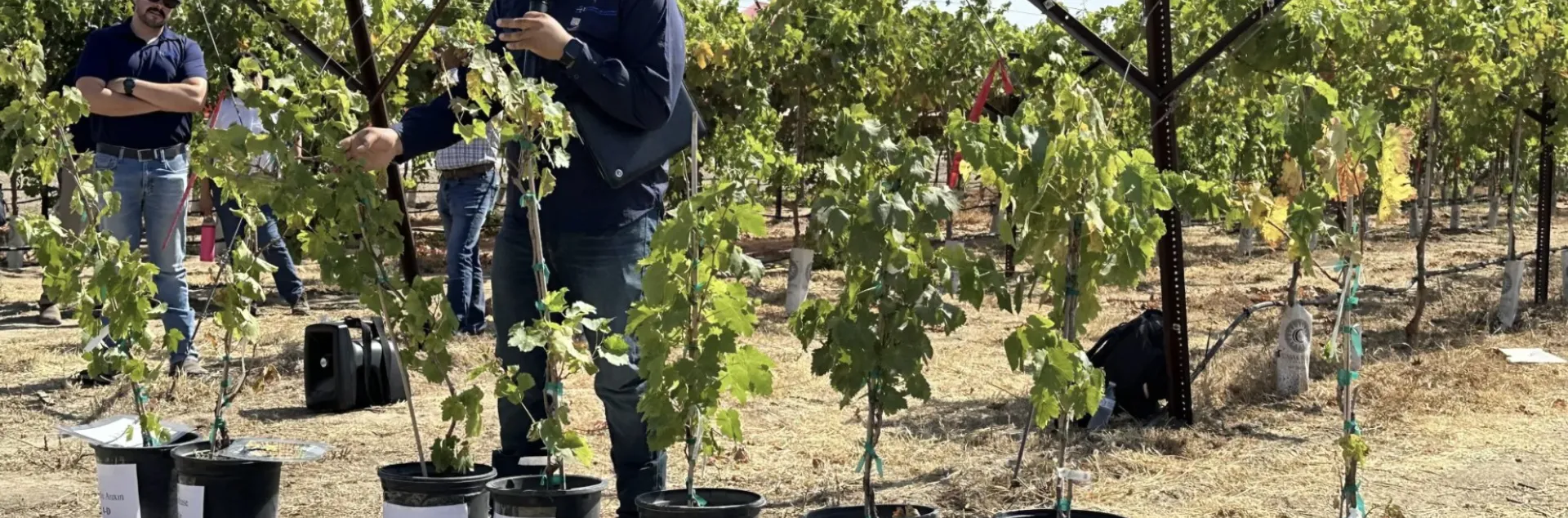 Jorge Angeles goes over the effects of various herbicides on grapevines. Photo by Michael Hsu