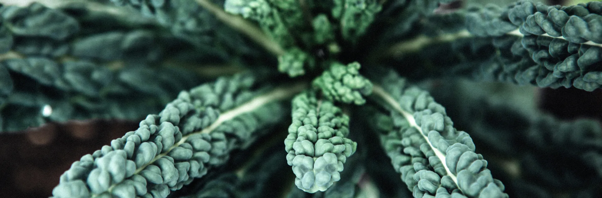 close up of kale crinkly leaves