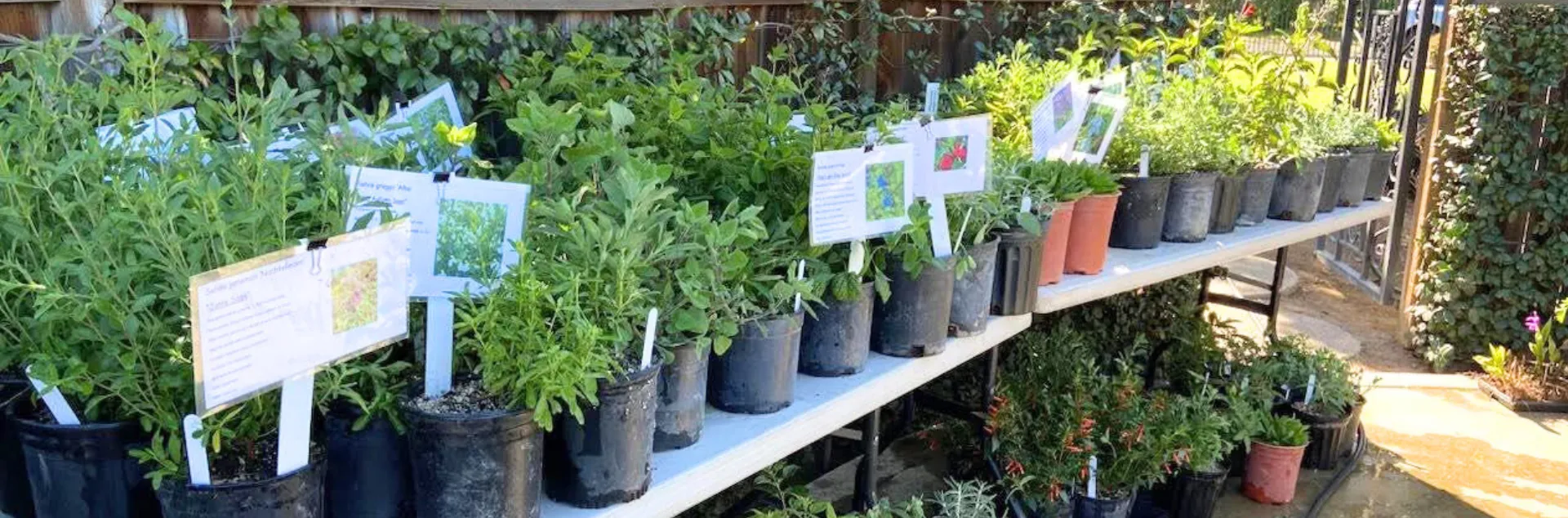 Potted plants ready for sale