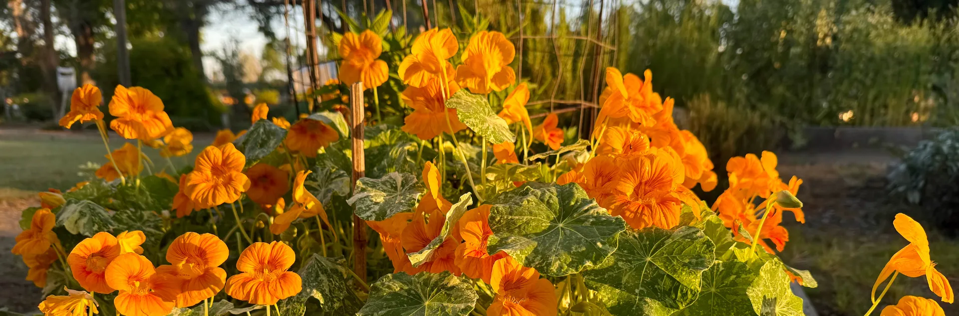 Orange petunias