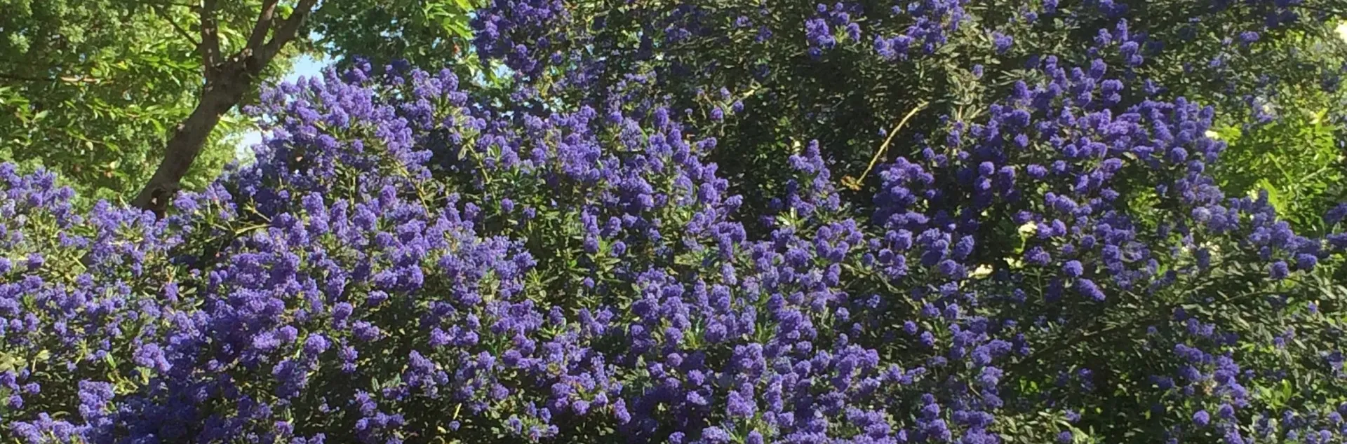 Ceanothus native 