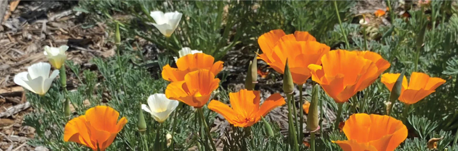 Orange California poppies