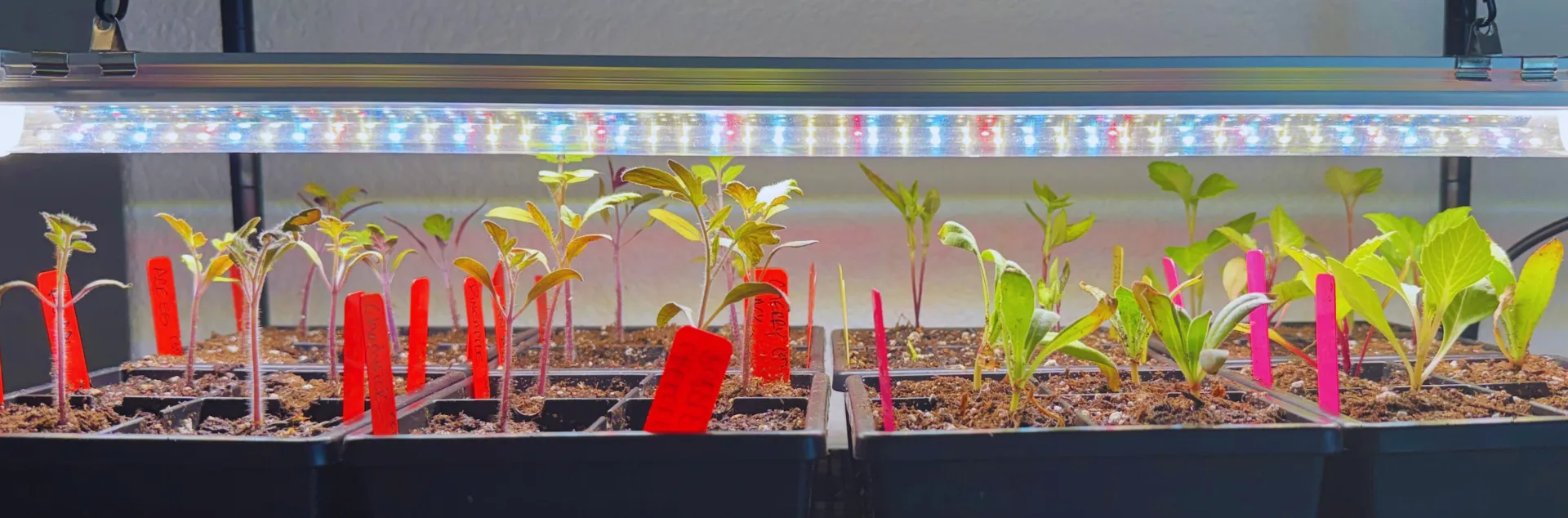 Seed tray filled with seeds and a light hanging above.