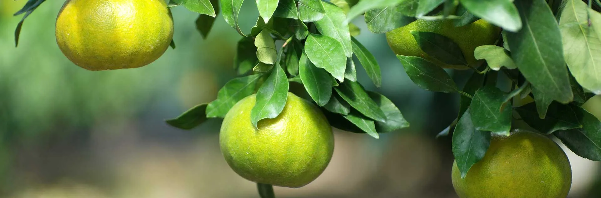 [PODCAST] California Citrus Threat