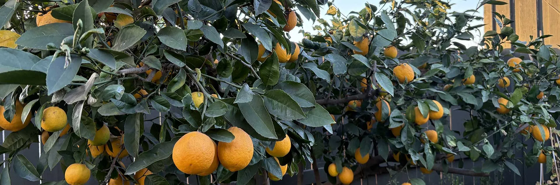 [PODCAST] Winter Care and Rainwater