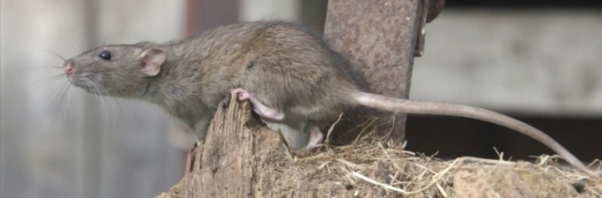 Fotografía de una rata.