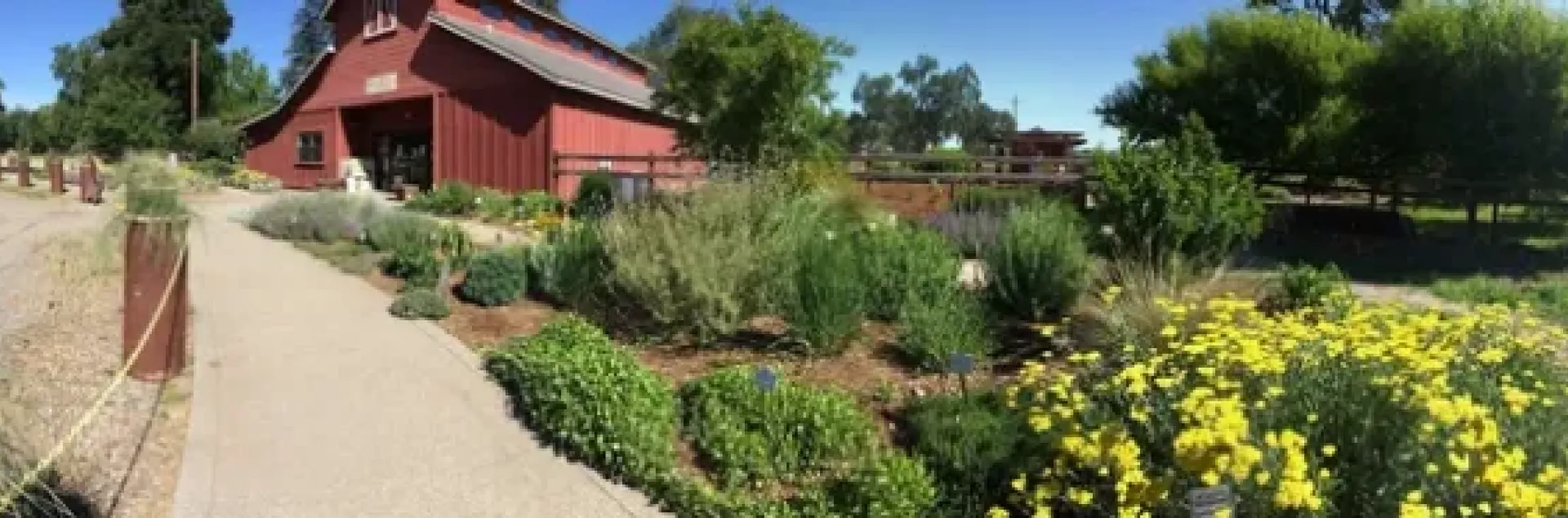 Drought tolerant yard