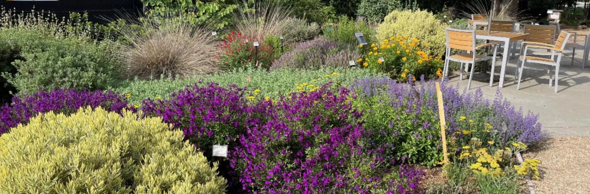 Winter's Library Teaching garden of blooming plants of purple and yellow.