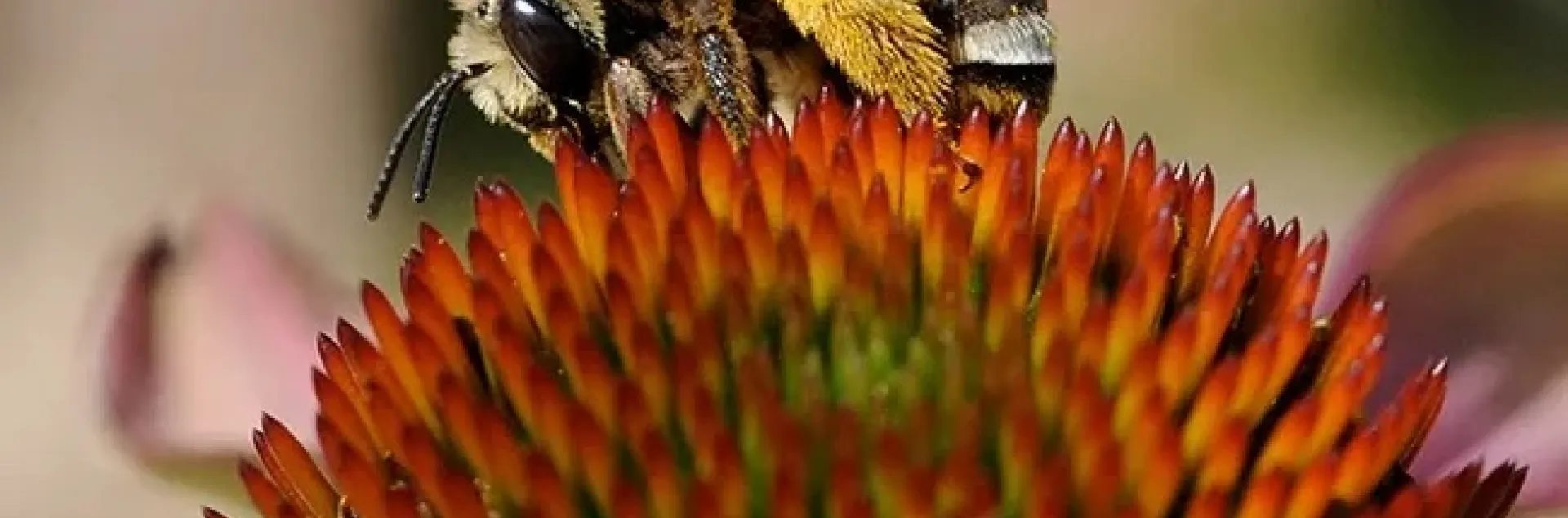 Female sweat bee, Svastra obliqua expurgate, on purple coneflower, Echinacea purpurea