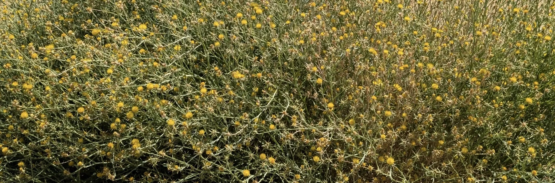 A dense stand of spiny yellow starthistle plants with light green, spindly foliage and bright yellow flowers.