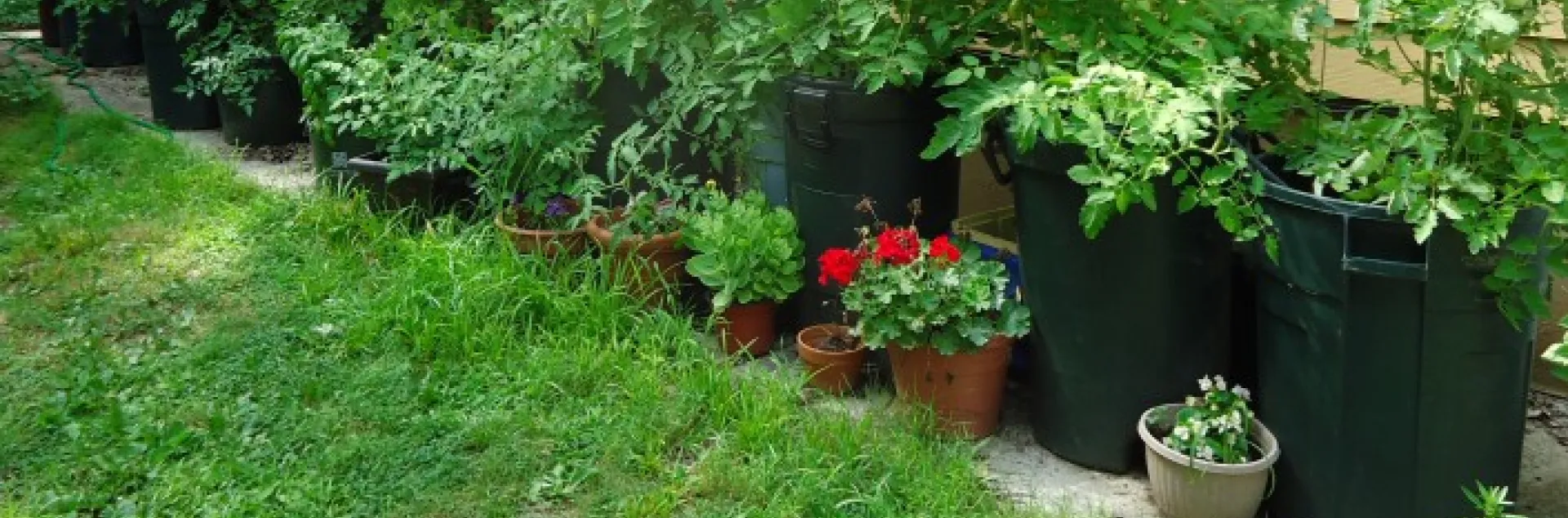 container gardening, pots by the side of the house