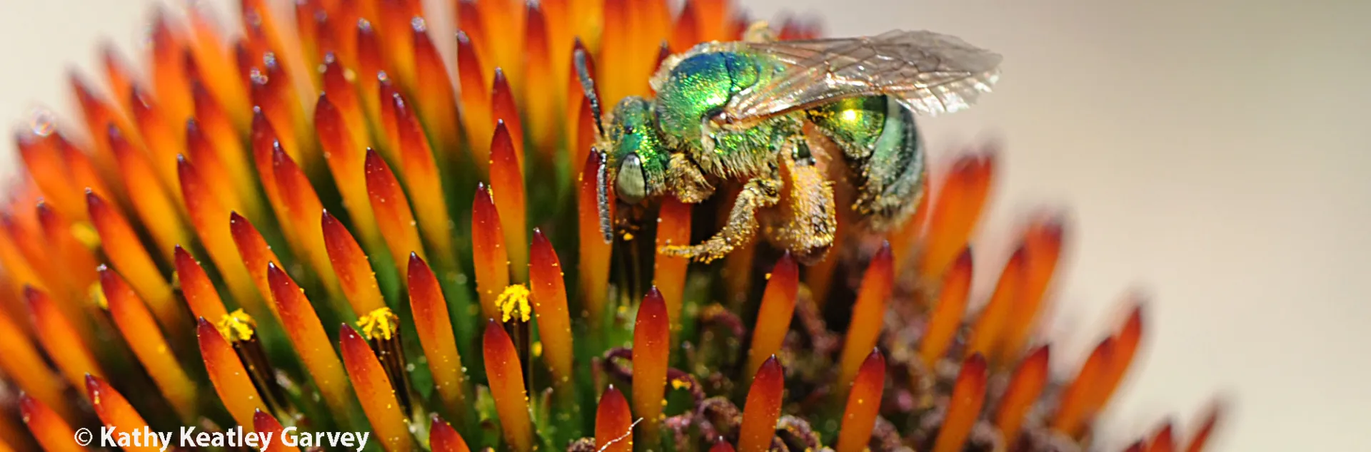 The Wearing of the Green | Bug Squad
