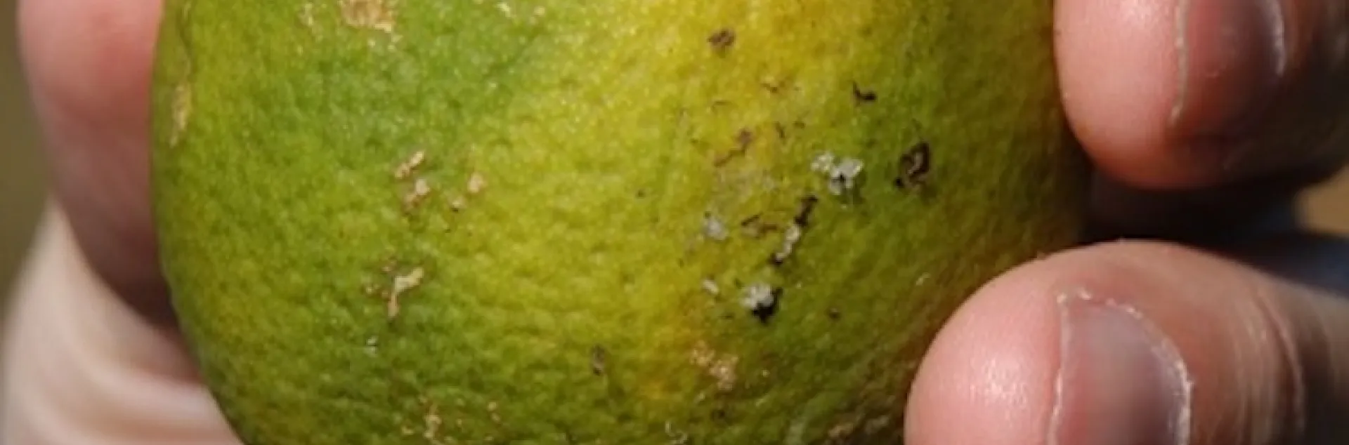 Un citrico dañado por HLB.