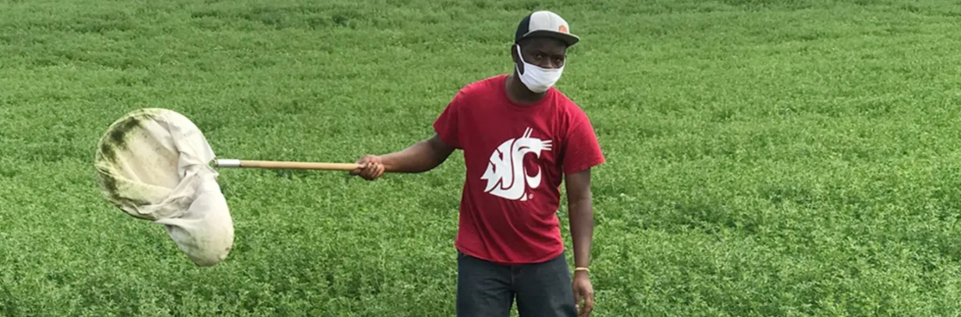 Adekunle Adesanya, Ph.D., samples for the western tarnished plant bug Lygus hesperus in alfalfa in Walla Walla, Wash., in July 2020. (Photo by Peter Alege)