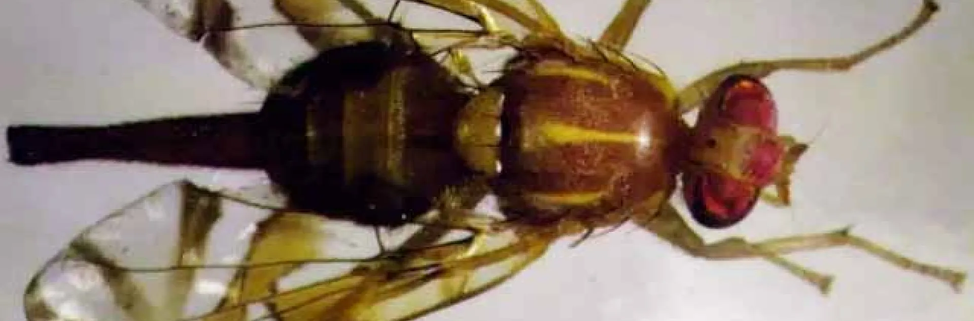 Fotografía de la mosca mexicana