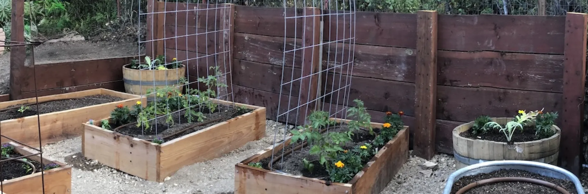 recently planted vegetable garden with several raised beds