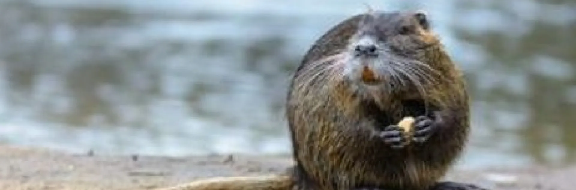 nutria where you can observe its long, rat-like tail