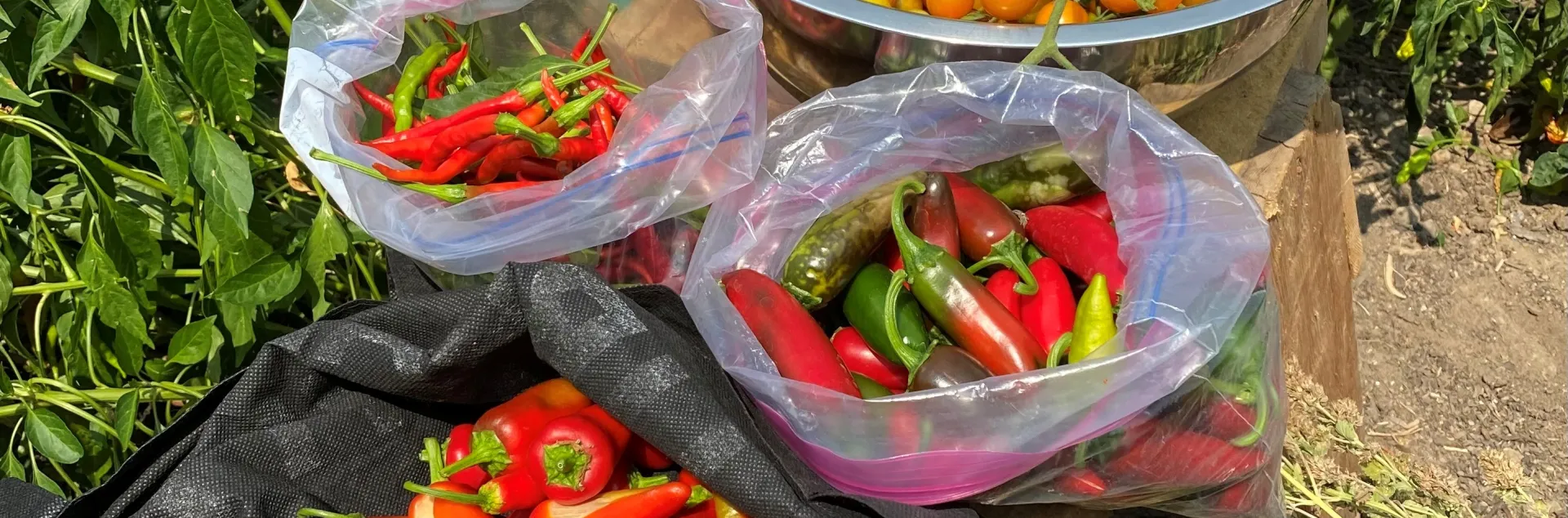 bags of harvested peppers and tomatoes