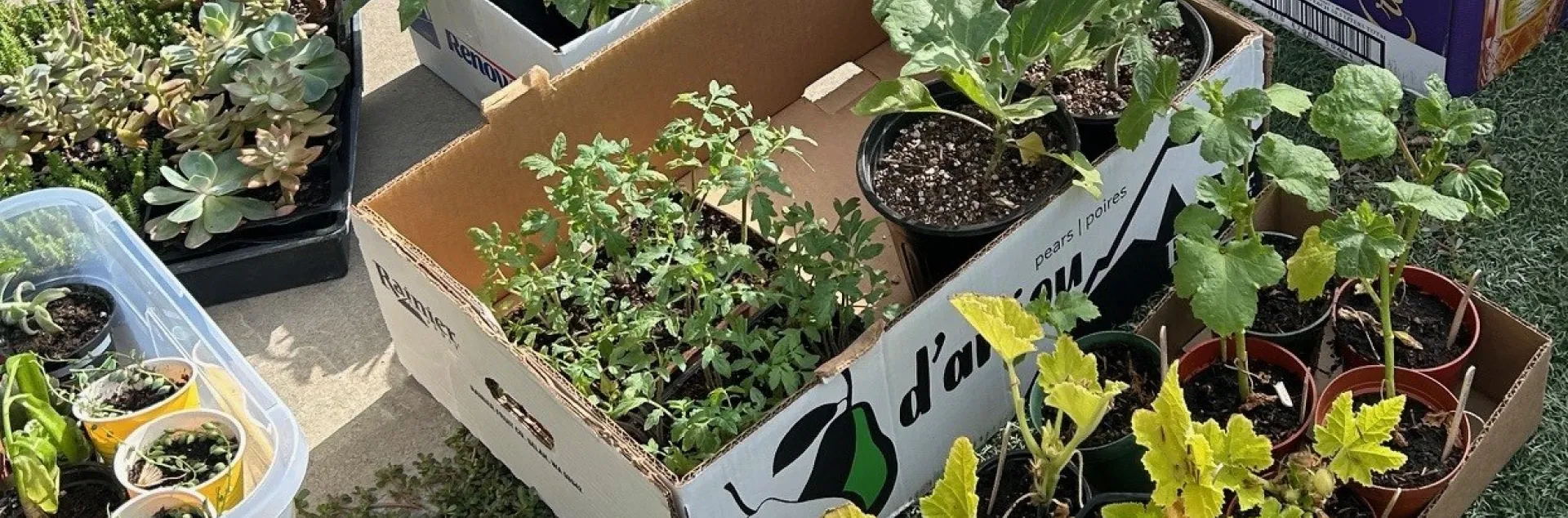 Plants for annual plant sale