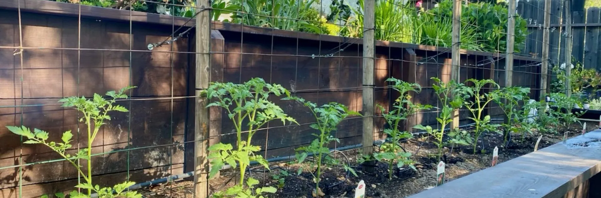 Tomato Plants in Raised Bed