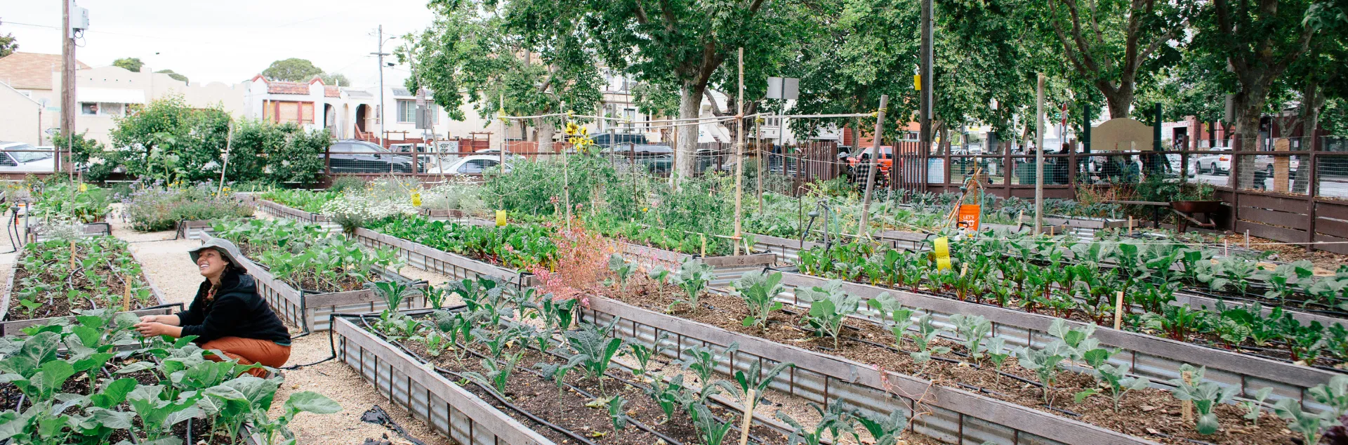 person working in a garden with long garden beds full of plants.
