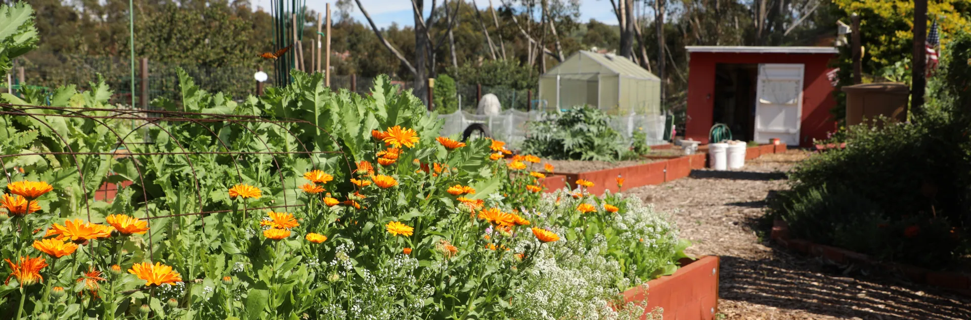 Native Flower Garden