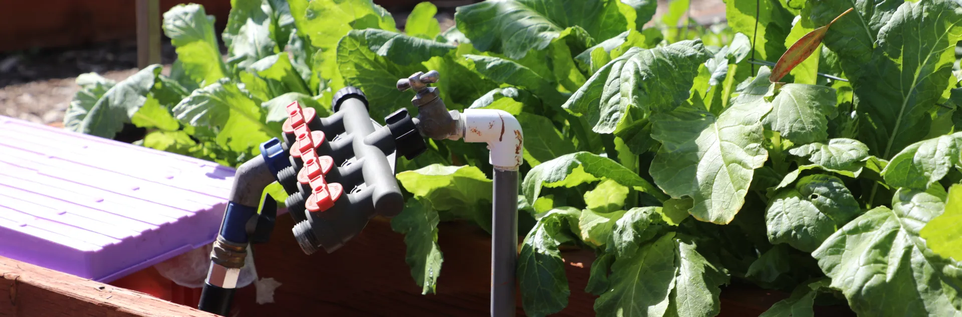 Garden irrigation setup in a raised garden bed